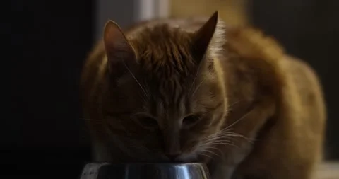 Close-up of an orange tabby cat eating from a metal bowl indoors Stock Footage 339067727