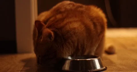 Close-up of an orange tabby cat eating from a metal bowl on a wooden floor Stock Footage 339067850