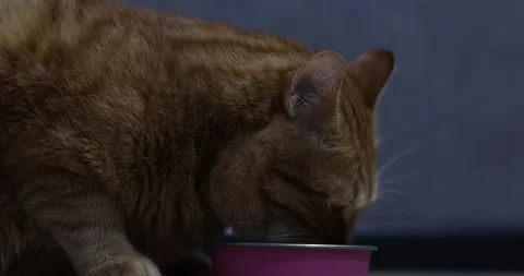 Close-up of an orange tabby cat eating from a pink bowl indoors Stock Footage 339069253