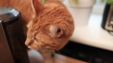 Close-up of an orange tabby cat exploring a kitchen counter near a toaster Stock Footage 338433510