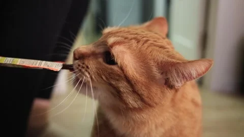 Close-up of an orange tabby cat licking a treat stick in slow motion Stock Footage 338433673