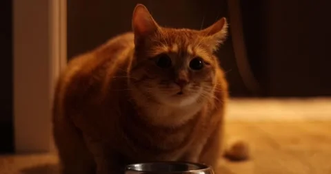 Close-up of an orange tabby cat looking curiously at the camera indoors Stock Footage 339067881