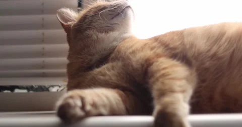 Close-up of an orange tabby cat relaxing by a window with blinds Stock Footage 339066633
