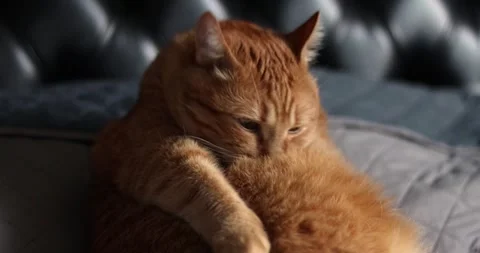 Close-up of an orange tabby cat relaxing on a soft surface Stock Footage 339066895
