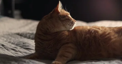 Close-up of an orange tabby cat resting on a quilted surface indoors Stock Footage 339067980