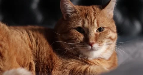 Close-up of an orange tabby cat resting peacefully with soft lighting Stock Footage 339069328