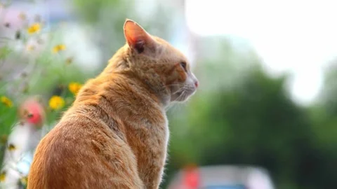 Close-up of an Orange Tabby Cat Sitting Outdoors Stock Footage 339645627