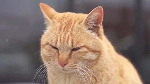 Close-up of an Orange Tabby Cat in the Snow Stock Footage 339645626