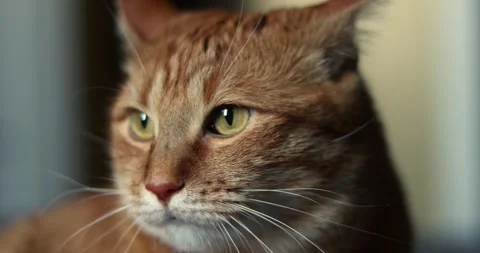 Close-up of an orange tabby cat's face with striking green eyes and whiskers Stock Footage 339066137