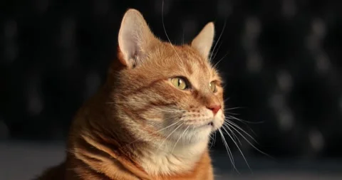 Close-up of an orange tabby cat's face with striking green eyes Stock Footage 339066182