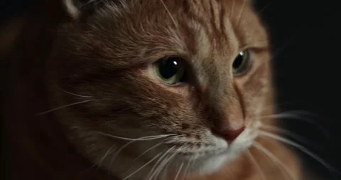 Close-up of an orange tabby cat's face with intense gaze Stock Footage 339066699