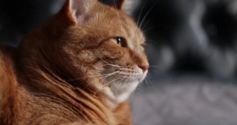 Close-up of an orange tabby cat's face with soft lighting Stock Footage 339067672