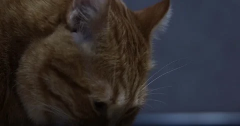 Close-up of an orange tabby cat's face with detailed fur and whiskers Stock Footage 339069290