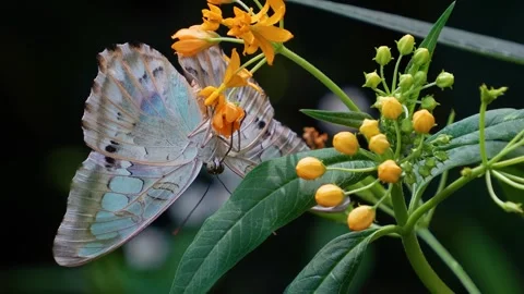 Close up of an orange tip butterfly  Stock Footage 272303091