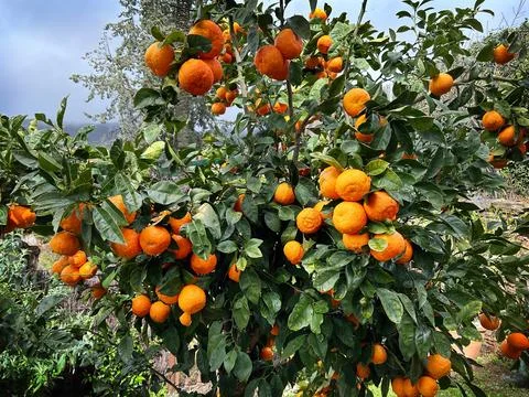 Close-up of an orange tree with branches loaded with fruit. Stock Photos