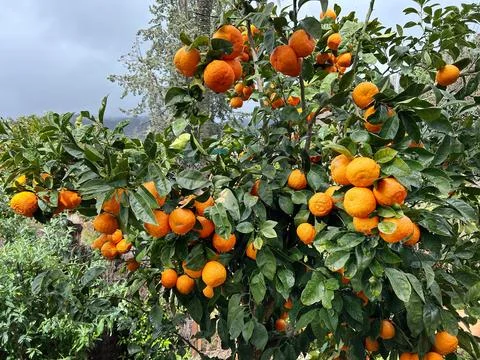 Close-up of an orange tree with branches loaded with fruit. Stock Photos