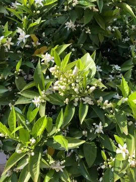 Close up orange tree flower bud with green leaves Stock Photos
