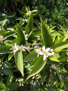 Close up orange tree flower bud with green leaves Stock Photos