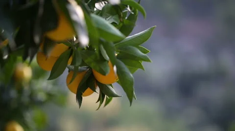Close up of an orange tree Stock Footage 44988224