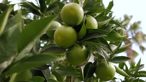 Close-up of an orange tree with green oranges. Stock Footage 165540080