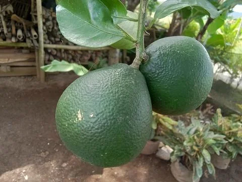 Close up of an orange on the tree. Фото
