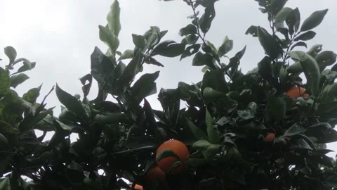 Close up of orange tree with sky in background Stock Footage 157080894