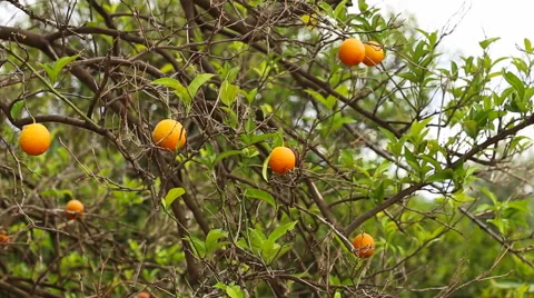 Close up of orange trees in the garden, selective focus Stock Footage 50562868