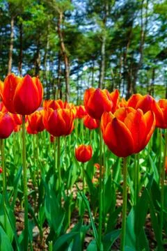 Close up orange tulips Foto stock