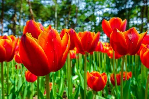 Close up orange tulips Foto stock