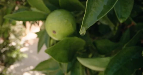 Close-up of oranges growing on a tree in the garden at home Video stock 248621378