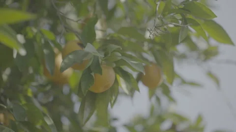 Close up of oranges from an orange tree 库存影片 251838644