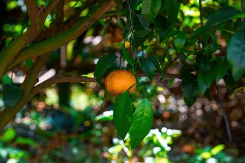 Close-up of oranges from an orange tree growing in a farm orchard Foto stock