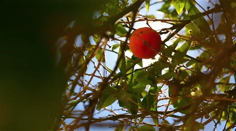 Close-up of oranges on a tree Stock Footage 64845940