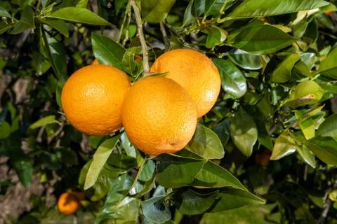 Close-up of oranges on the tree. Stock-Fotos