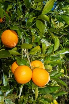 Close-up of oranges on the tree. Foto stock