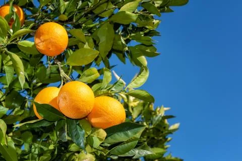 Close-up of oranges on the tree. Stock Photos