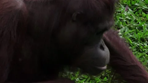 Close up, an orangutan is chewing on a dry leaf. Stock Footage 310005752