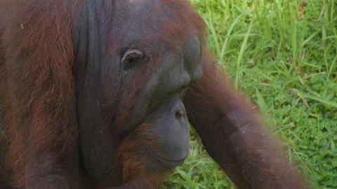 Close-up of an orangutan  contemplating orangutan's face. Lateral shot. Stock Footage 274724941