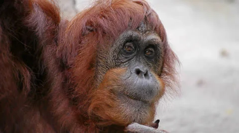 Close up of an Orangutan eating Stock Footage 24632281