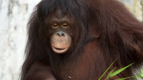 Close up orangutan  Stock Footage 90808113