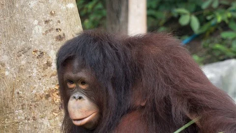 Close up orangutan  Vidéo 90808353