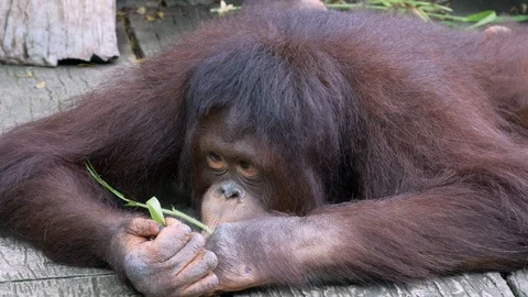 Close up orangutan  Stock Footage 90810420