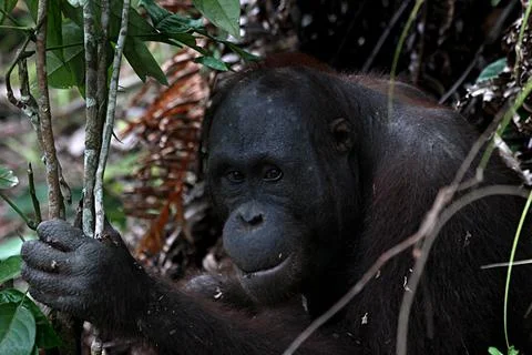 Close up Orangutan Stock Photos