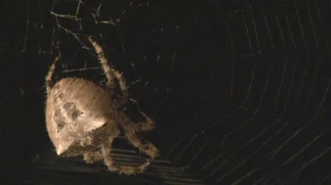 Close up: Orb spider builds web Stock Footage 8826228