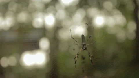 Close Up of Orb Weaver spider at the Darien jungle Stock Footage 149148735