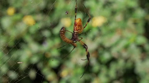 Close up orb weaver spider feeding on meal worm Stock Footage 250357852