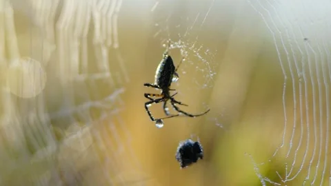 Close-up of an orb-weaver spider hanging in a golden sunlit web with wrapped Stock Footage 341049273