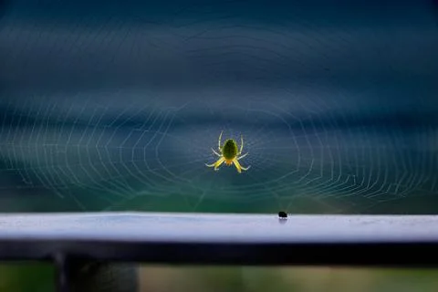 A close-up of an orb weaver spider on its web Stock Photos