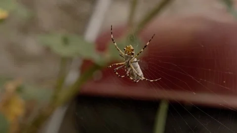 Close Up of Orb Weaver Spider Resting on Web in Natural Outdoor Setting 库存影片 346502242