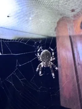 Close up of an orb weaver spider sitting in its intricate silk web Stock Photos